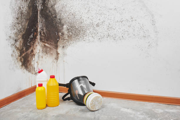 Mold Remediation for Vacation Homes in Eldorado, IL